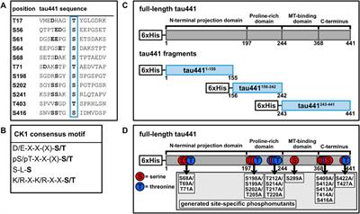 Comprehensive Characterization of CK1δ-Mediated Tau Phosphorylation in Alzheimer’s Disease